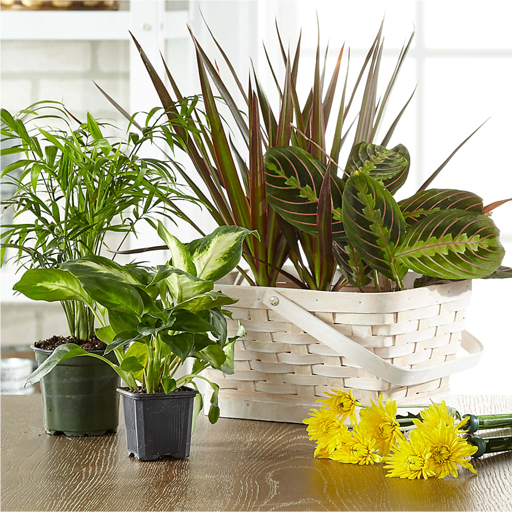 Florist Designed Blooming and Green Plants in a Basket – THE FLORAL SHOP BY LOWE'S NURSERY, Morganton NC