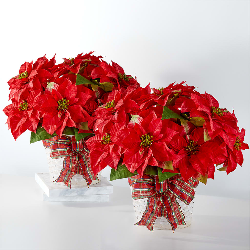 Happiest Holidays Poinsettia Bundle – THE FLORAL SHOP BY LOWE'S NURSERY, Morganton NC