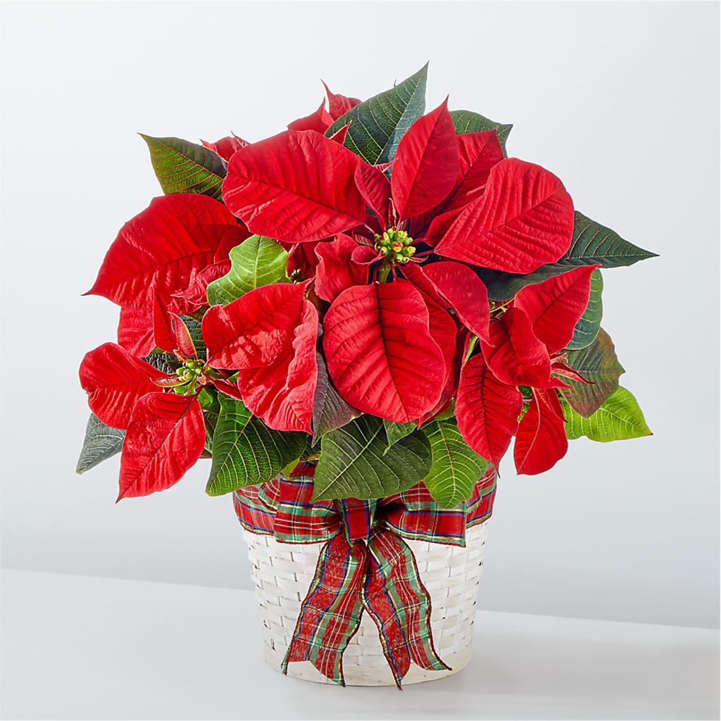 Happiest Holidays Poinsettia – THE FLORAL SHOP BY LOWE'S NURSERY, Morganton NC