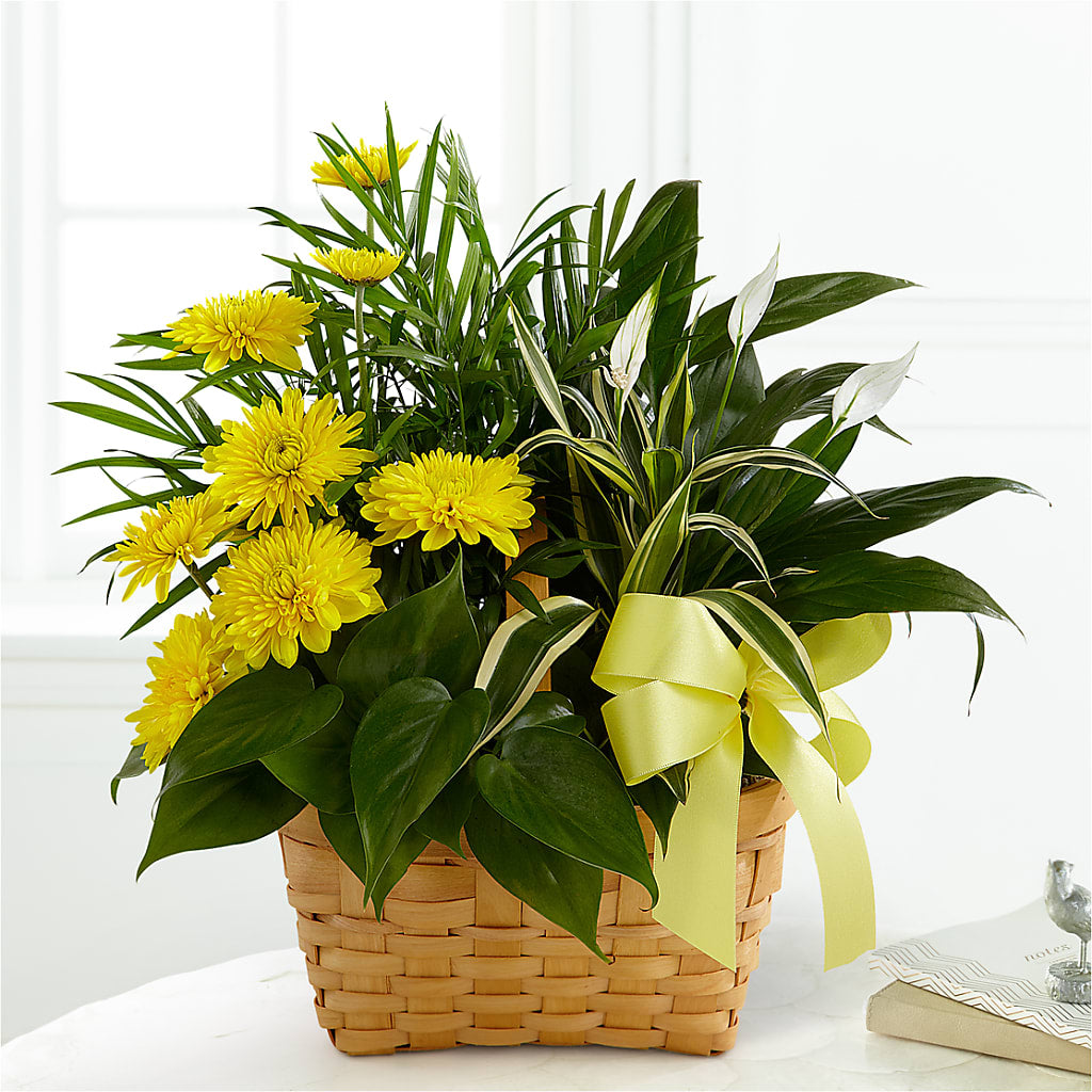 Loving Light Dishgarden – THE FLORAL SHOP BY LOWE'S NURSERY, Morganton NC