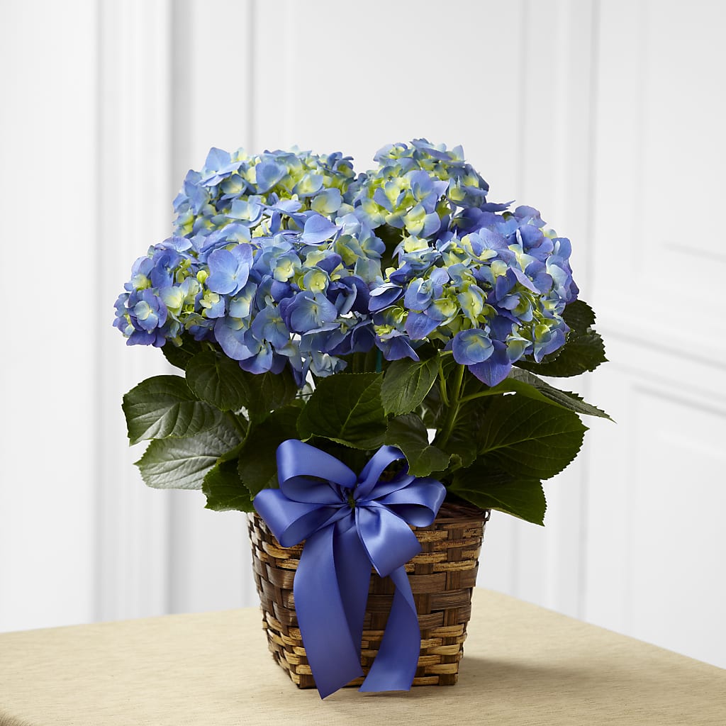 Blue Hydrangea Planter – THE FLORAL SHOP BY LOWE'S NURSERY, Morganton NC