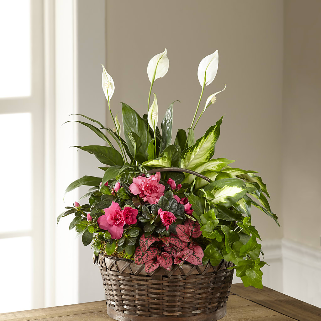 Dream in Pink Dishgarden – THE FLORAL SHOP BY LOWE'S NURSERY, Morganton NC