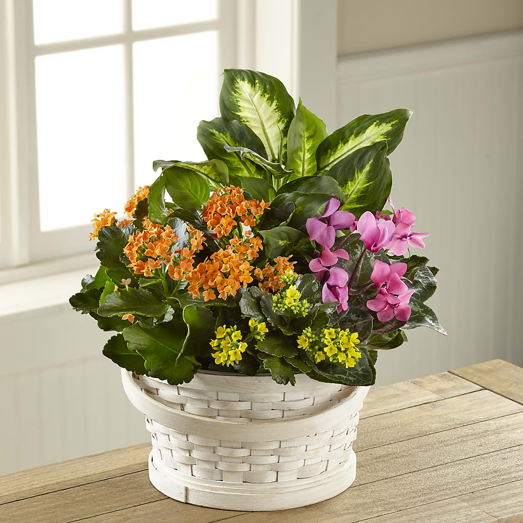Color Crush Dishgarden – THE FLORAL SHOP BY LOWE'S NURSERY, Morganton NC
