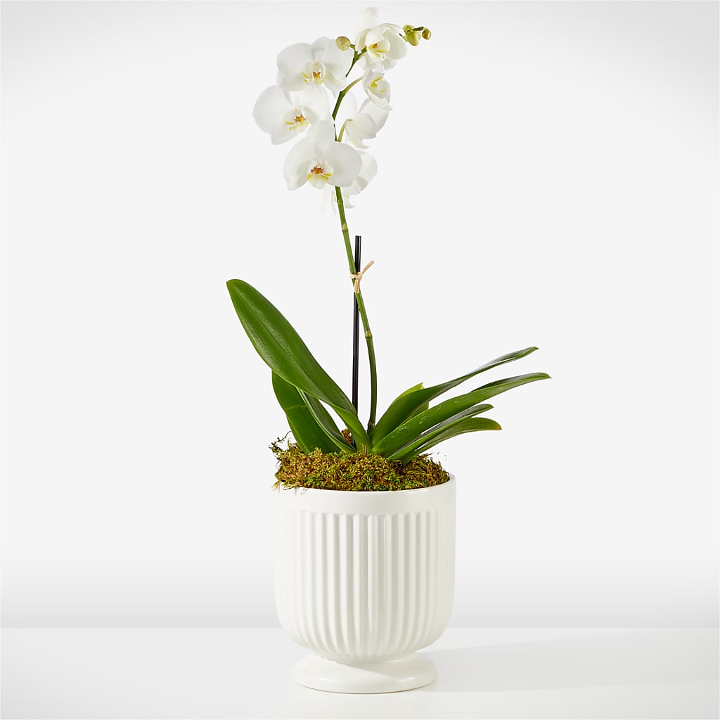Whispering White Orchid – THE FLORAL SHOP BY LOWE'S NURSERY, Morganton NC
