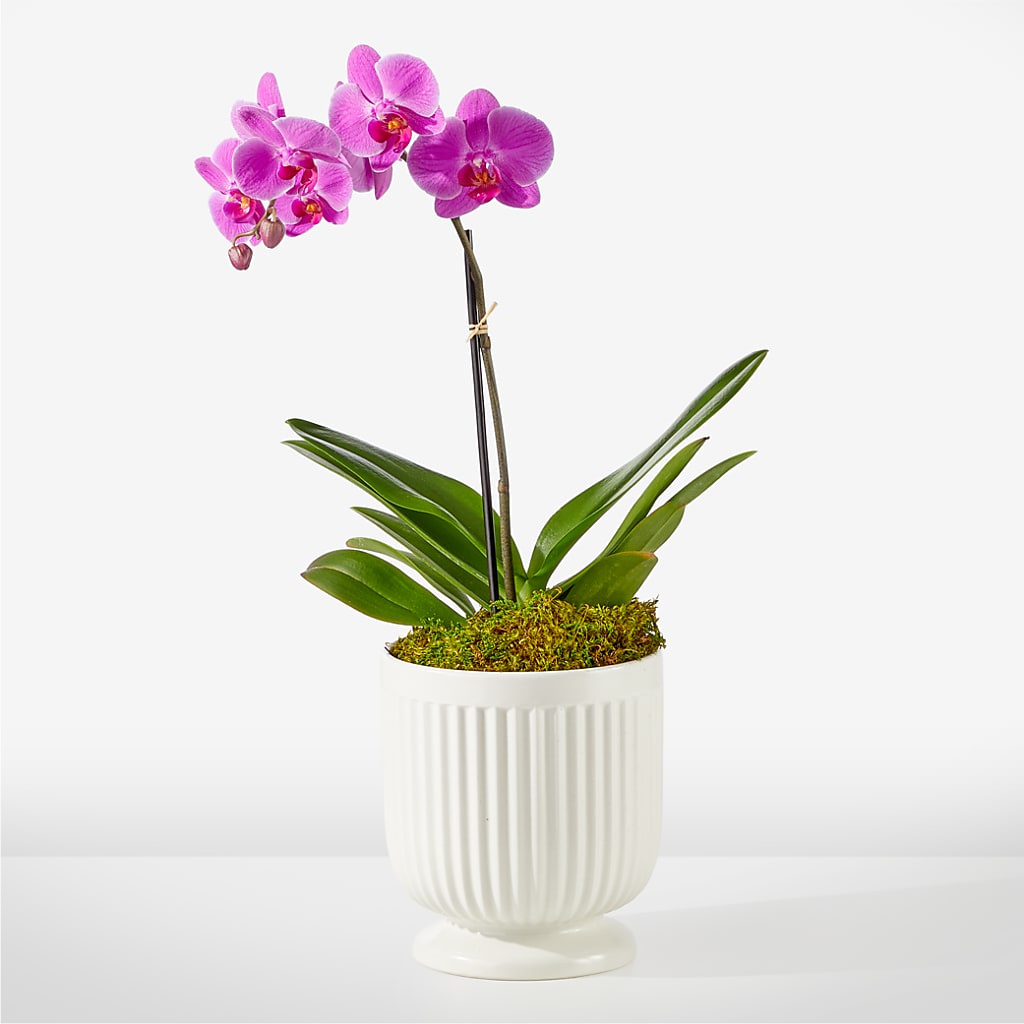 Friendly Fuchsia Orchid – THE FLORAL SHOP BY LOWE'S NURSERY, Morganton NC