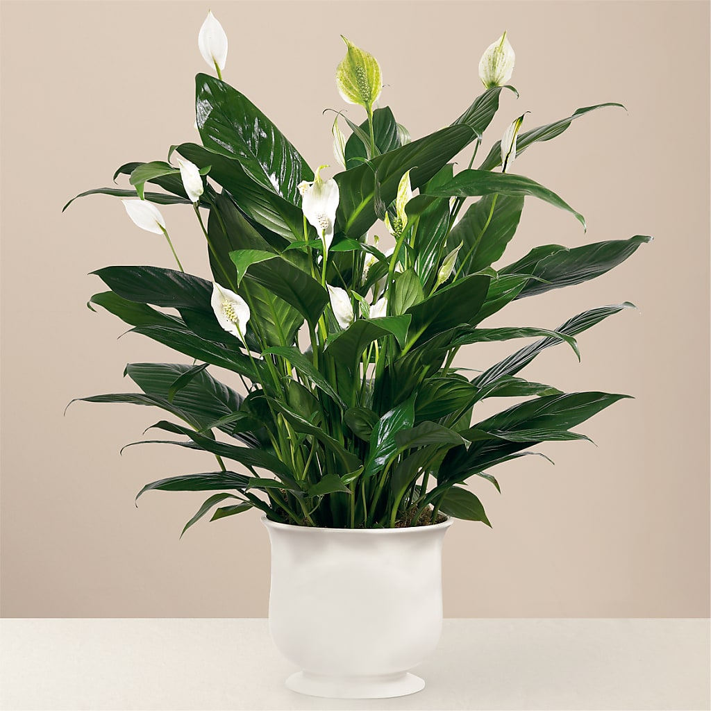 Comfort Planter – THE FLORAL SHOP BY LOWE'S NURSERY, Morganton NC