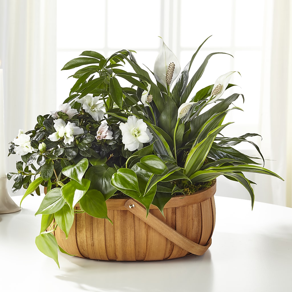 Serene Dishgarden – THE FLORAL SHOP BY LOWE'S NURSERY, Morganton NC
