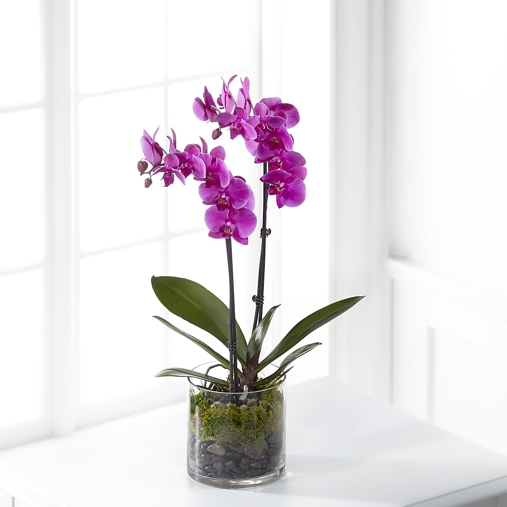 Pink Orchid Plant – THE FLORAL SHOP BY LOWE'S NURSERY, Morganton NC