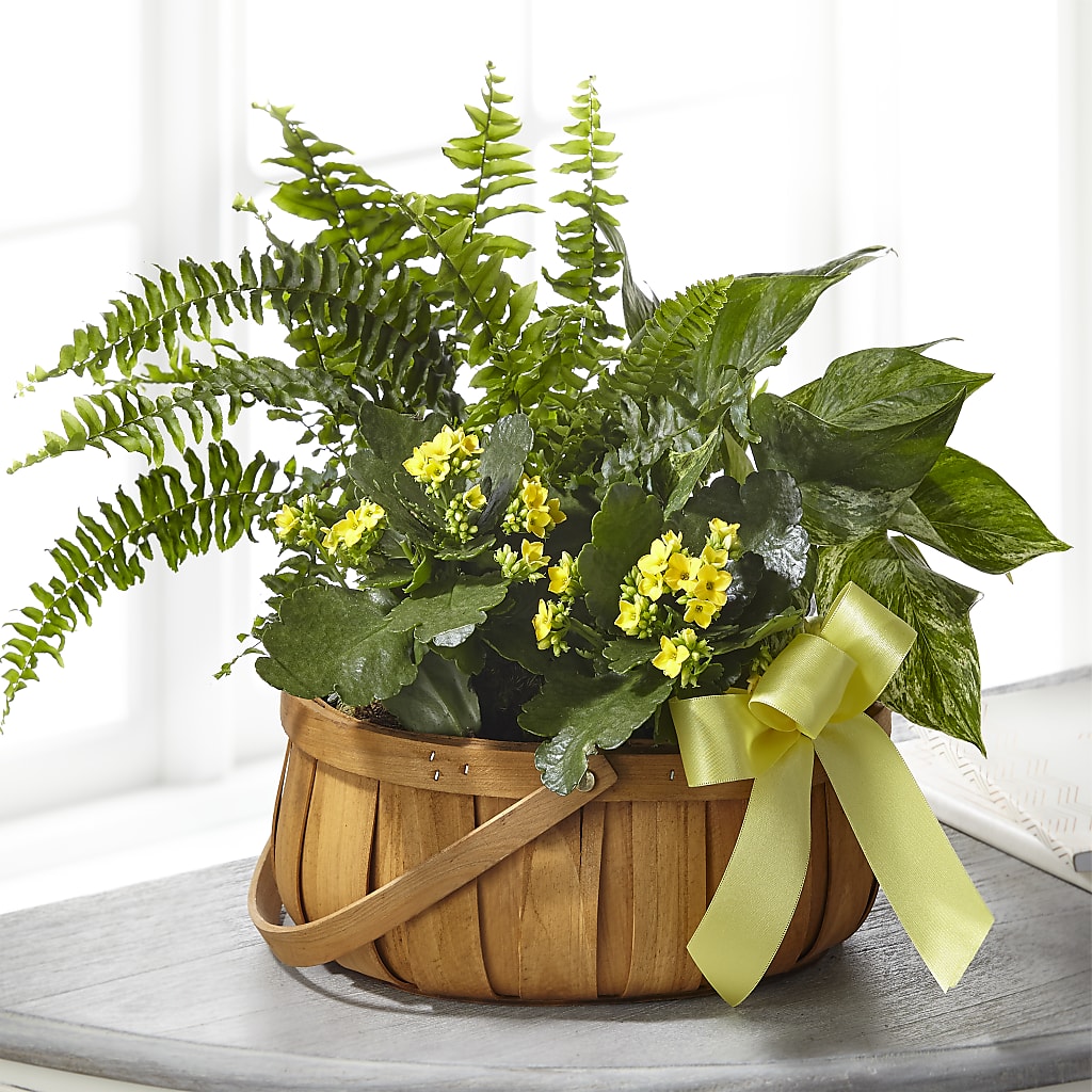 Always Dear Dishgarden – THE FLORAL SHOP BY LOWE'S NURSERY, Morganton NC