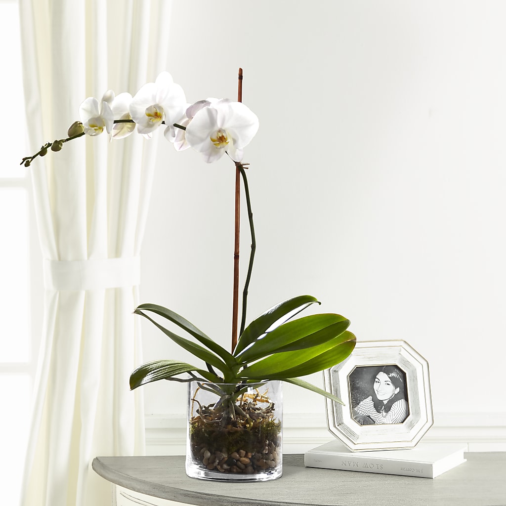 White Orchid Planter – THE FLORAL SHOP BY LOWE'S NURSERY, Morganton NC