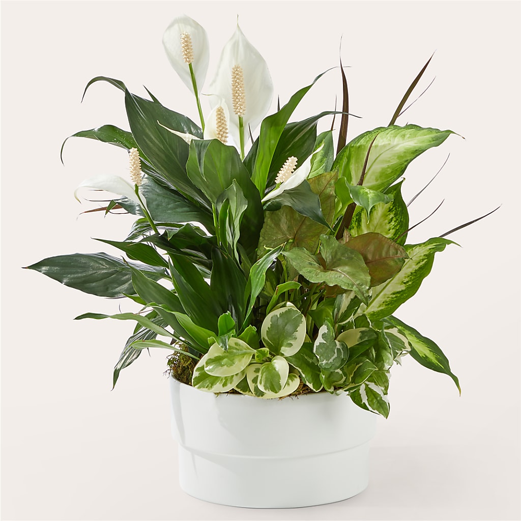 Radiating Positivity Dishgarden – THE FLORAL SHOP BY LOWE'S NURSERY, Morganton NC