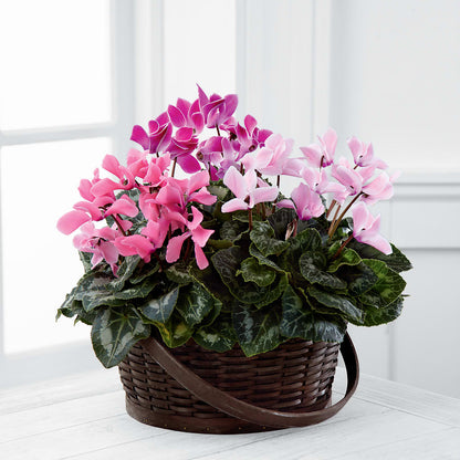 Mixed Cyclamen Planter – THE FLORAL SHOP BY LOWE'S NURSERY, Morganton NC