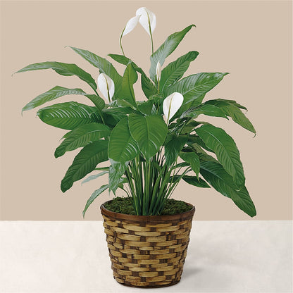 Tranquil Moments Peace Lily Plant – THE FLORAL SHOP BY LOWE'S NURSERY, Morganton NC