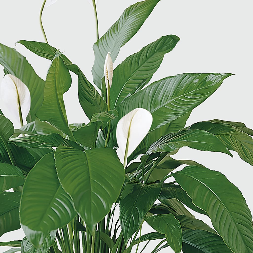 Tranquil Moments Peace Lily Plant – THE FLORAL SHOP BY LOWE'S NURSERY, Morganton NC
