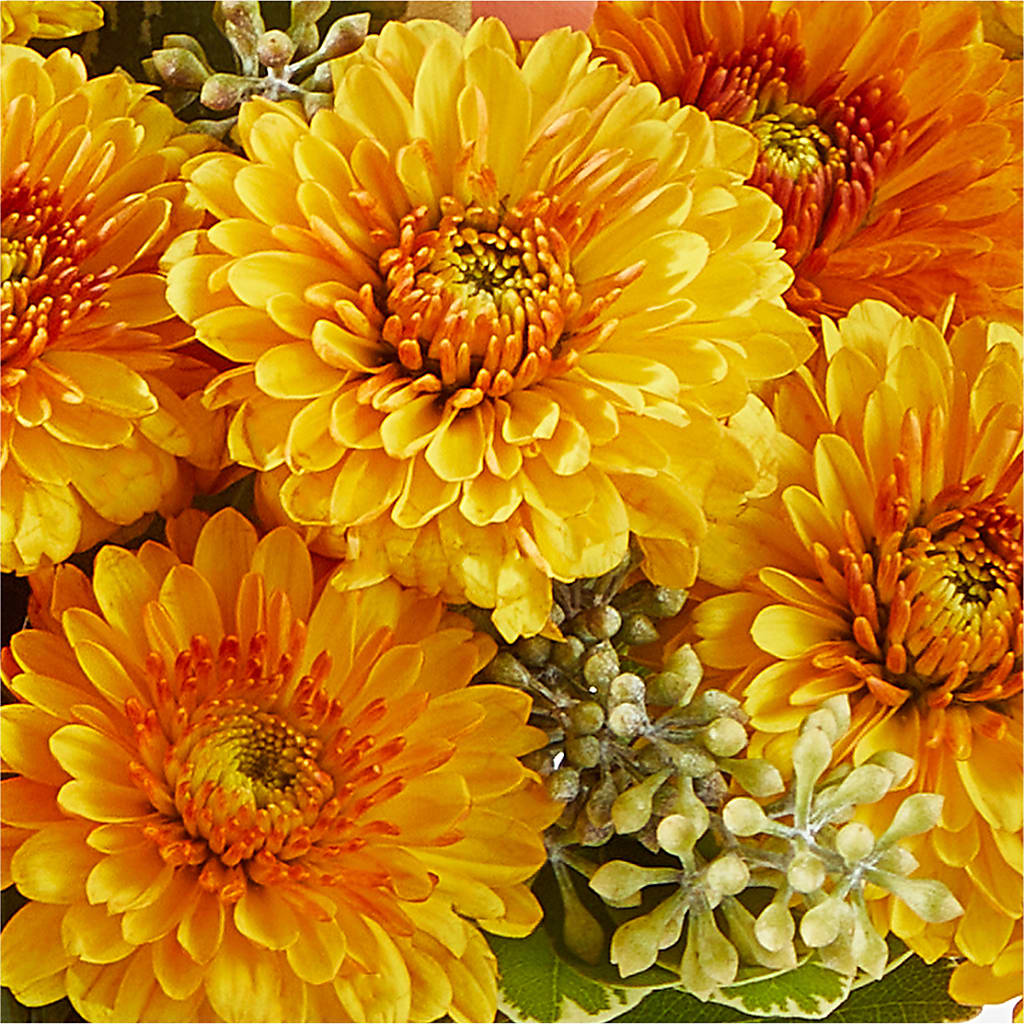 Peachy Pumpkin – THE FLORAL SHOP BY LOWE'S NURSERY, Morganton NC