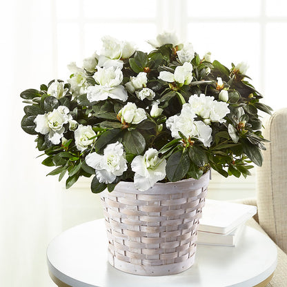 White Azalea Plant – THE FLORAL SHOP BY LOWE'S NURSERY, Morganton NC