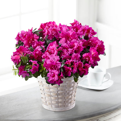 Hope & Serenity Azalea Plant – THE FLORAL SHOP BY LOWE'S NURSERY, Morganton NC
