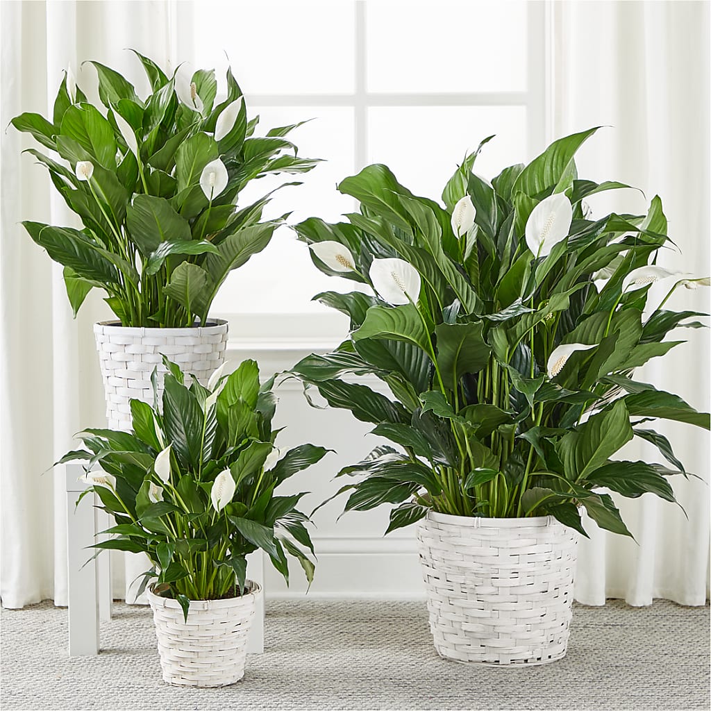 A New Leaf Peace Lily – THE FLORAL SHOP BY LOWE'S NURSERY, Morganton NC