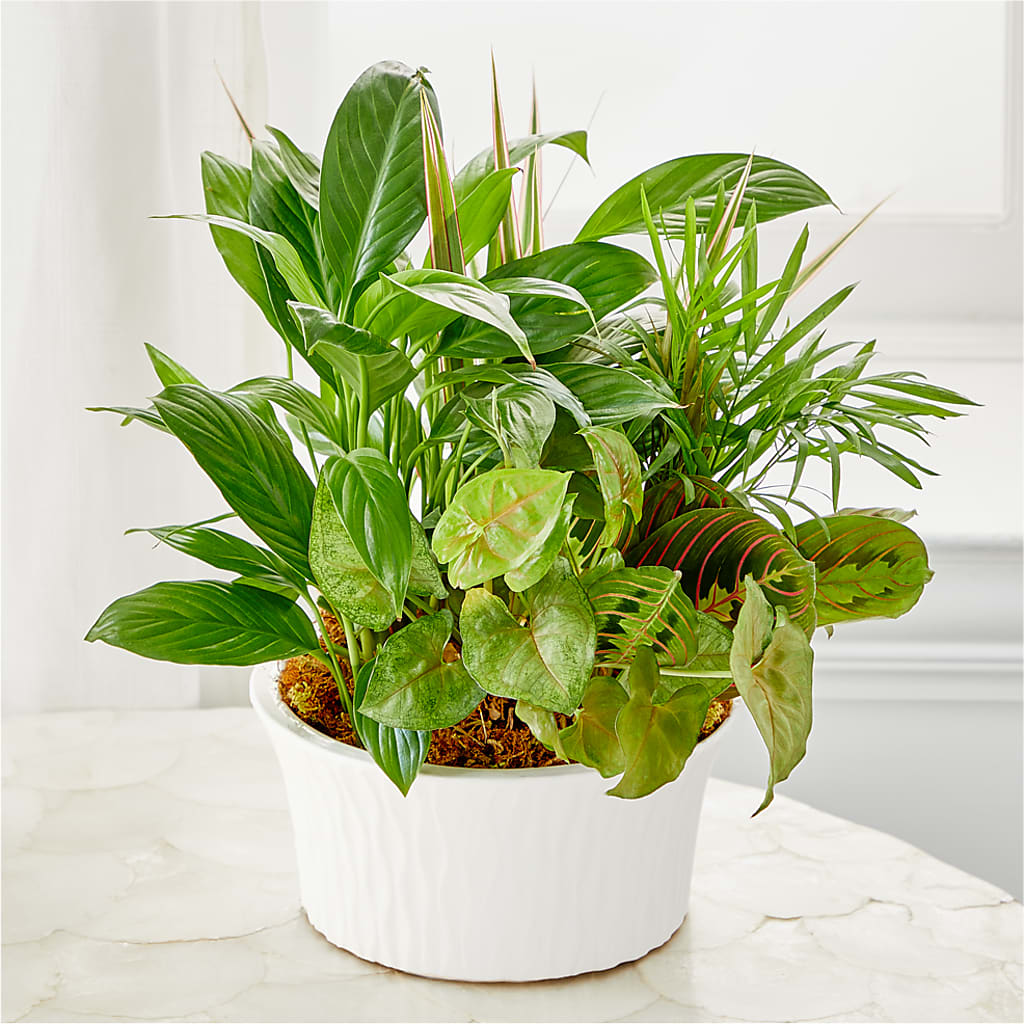 Balance & Harmony Dishgarden – THE FLORAL SHOP BY LOWE'S NURSERY, Morganton NC