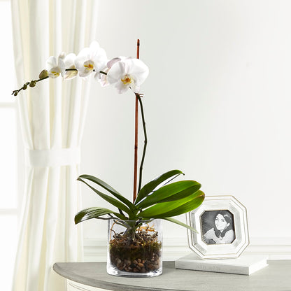 White Orchid Planter – THE FLORAL SHOP BY LOWE'S NURSERY, Morganton NC